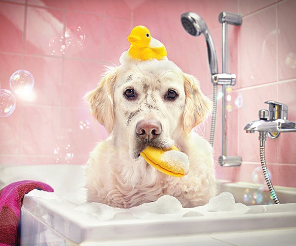 toilettage